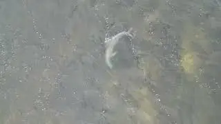 Dolphins, Fred Howard park - Florida, October 10th 2025 DJI 3 mini pro 4K