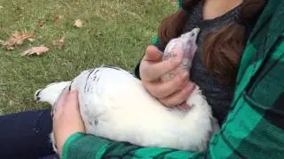 Snuggling with my pet turkey! Royal Palm Heritage Turkey