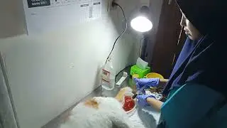 Flushing pemasangan kateter pada kucing yang tidak bisa pipis