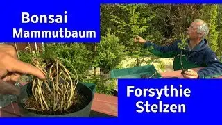 Urwelt Mammutbaum Anzucht vom Steckholz zum Bonsai der Anfang. Stelzenwurzeln Fossi