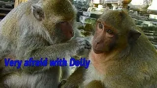 Who understand Sweet Pea feel when Queen Dolly grooming for him / Monkey Post