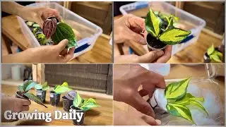 Packing This Week&rsquo;s Etsy Plant Orders | Winter-Proof Shipping