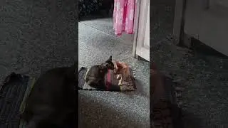 #kiten kissing