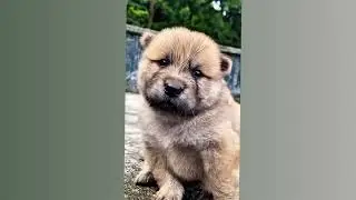 🐶🐶