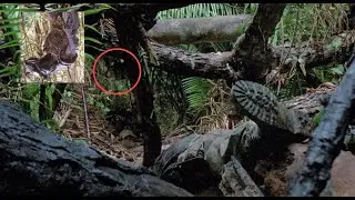 Jean Claude Van Damme Is In Predator's Theatrical Cut