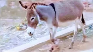 Donkey mating #donkey #meeting #trending #registan @TheGlobalAnimalsWorld @abdulraheembajeer 