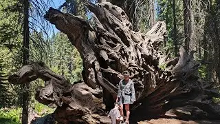 Секвойя Парк, Калифорния. Обзор и прогулка по Национальному Парку. Sequoia National Park, California