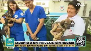 GRAN ADOPTATÓN EN #animalsurco24horas  | #adopcion