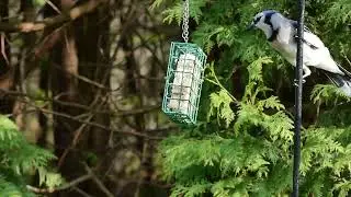 20230509 VDiary Woodpeckers Wood Ducks OspreyShiftChange SquirrelVSFeeder Nuthatch