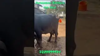 Jafarabadi Buffalo for Sale in Hyderabad | Salman Dairy Farm | Call 7288899974