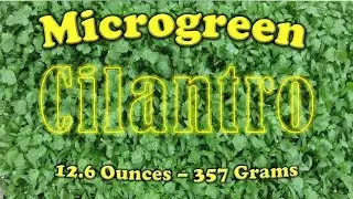 How to Grow Cilantro Microgreens the IHG Method