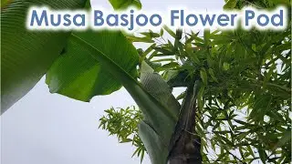 Banana Flower Pod near Seattle - Musa Basjoo Cold Hardy Banana in Zone 8