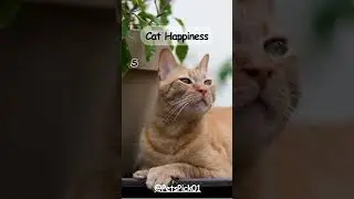 Smiles all around when your cat is happy! #CatBliss #FelineLove #catcare #catjoy