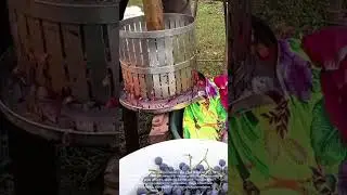 Making Homemade Wine: Pressing Grapes with a Manual Press