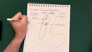 Excavata: Euglenozoa, Euglena anatomy