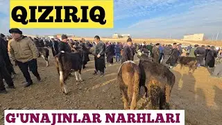 28.12.2025 G'UNAJINLAR NARHLARI SURXONDARYO QIZIRIQ JAXON MOL BOZORI https://t.me/Musulmonjon94