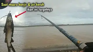 Mancing muara saat banjir dan air keruh, ikan keting jadi target