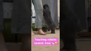 Training the rabbits a new trick! 😂 #rabbit #bunny #trendingshorts