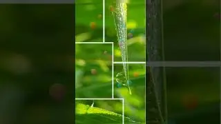 My Water Dew drops Macro Photography Slideshow.