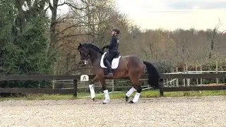 DRESSAGE HORSE FOR SALE-GRAND PRIX PROSPECT-𝐁𝐑𝐀𝐃𝐋𝐄𝐘 𝐂𝐎𝐎𝐏𝐄𝐑 𝐂𝐆 / 𝐁𝐨𝐧 𝐂𝐨𝐞𝐮𝐫 / 𝐑𝐨𝐡𝐝𝐢𝐚𝐦𝐚𝐧𝐭 -𝟐𝟎𝟏𝟕 
