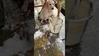 #comedy#comedy video#shorts#dog#funny#dosto ki party jidhanad#party#full comedy#shortsfeed