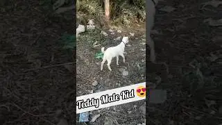 Teddy Male Kid ❣️ #youtubeshorts #shorts #viralshorts  #goatkid #goatvideo #teddykittens #ytshort