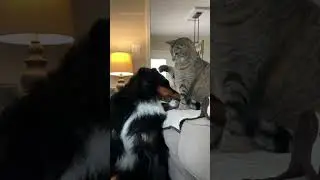 Big Fluffy Dog Getting Pets From a Cat | #bernesemountaindog #dogvideo #catvideo #cuteanimals