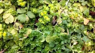Bee foraging on ground covering spurge around spring