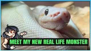 Meet My New Pet Reptile & More - Monsters in Real Life! (Animal Showcase)