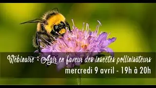 WEBINAIRE : Agir en faveur des insectes pollinisateurs