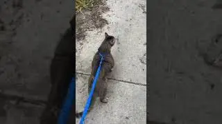 Buff cat! 😳