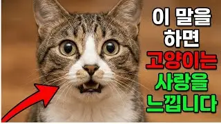 매일 고양이가 사랑받고 있다고 느끼게 만드는 7가지 간단한 말
