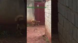Dog marking territories
