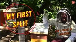 Beekeeping Splitting a Beehive Did bees and the queen make it?