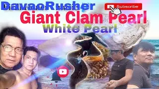THE GIANT CLAM  WHITE PEARL  ( TRIDACNA GIGAS PEARL)