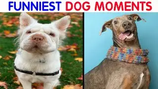 Photos That Prove Dogs Make Our Lives Better (New Pics)