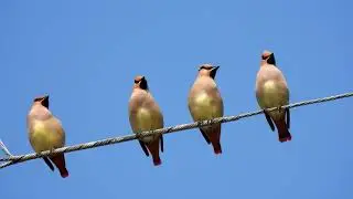 ヒレンジャク ② 4K  /  Japanese Waxwing