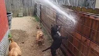 Dogs Just Wanna Have Fun / American Pocket Bully Kennel Royal Kennels