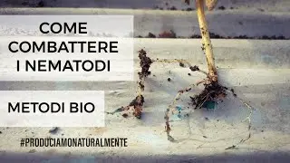 Come Combattere i Nematodi