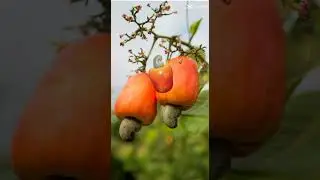 Organic cashew nuts #asmr #youtubeshorts #shorts #ytshorts #subscribe