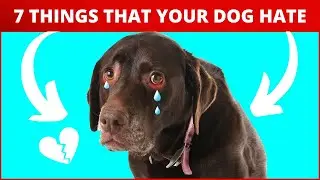 7 THINGS THAT YOUR DOG HATE