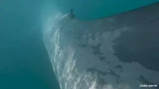 Blue whale in Ecuador