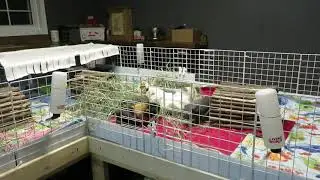Quick Tip: Guinea Pig Water Bottles