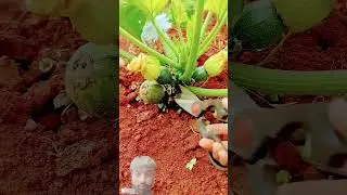 #satisfying #agriculture #vegetables #fruit #Couple Money Plant #facts #garden #funny #farming