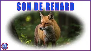 Le renard crie comme jamais auparavant 🦊 &ndash; Sons d&rsquo;animaux authentiques et r&eacute;els
