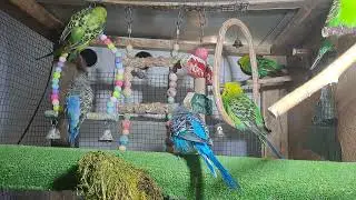 Parrot newborns