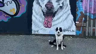 All we&rsquo;ve done so far in 3 years (blue the border collie)