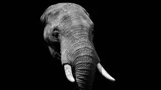 Elephant Vocalization Growling Rumbling Sound Effect