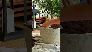 Кашпо из состаренного камня своими руками всего за 30 долларов! #сделайсам #кашпо #хак #шорты