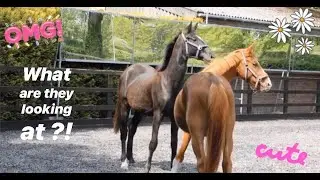 MEET MY 2YO HOMEBREDS || MERLIN & EGGSY